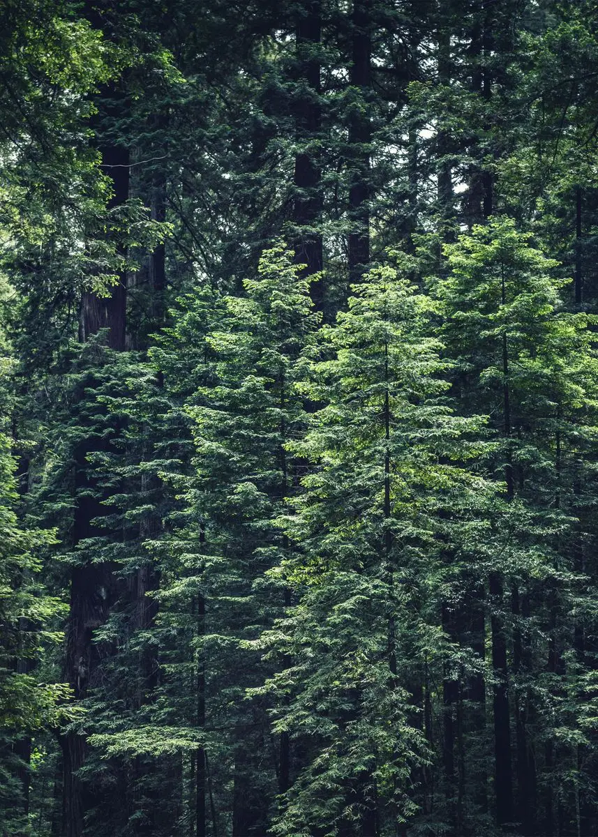 Enchanting Dark Green Forest Landscape Canvas Wall Art