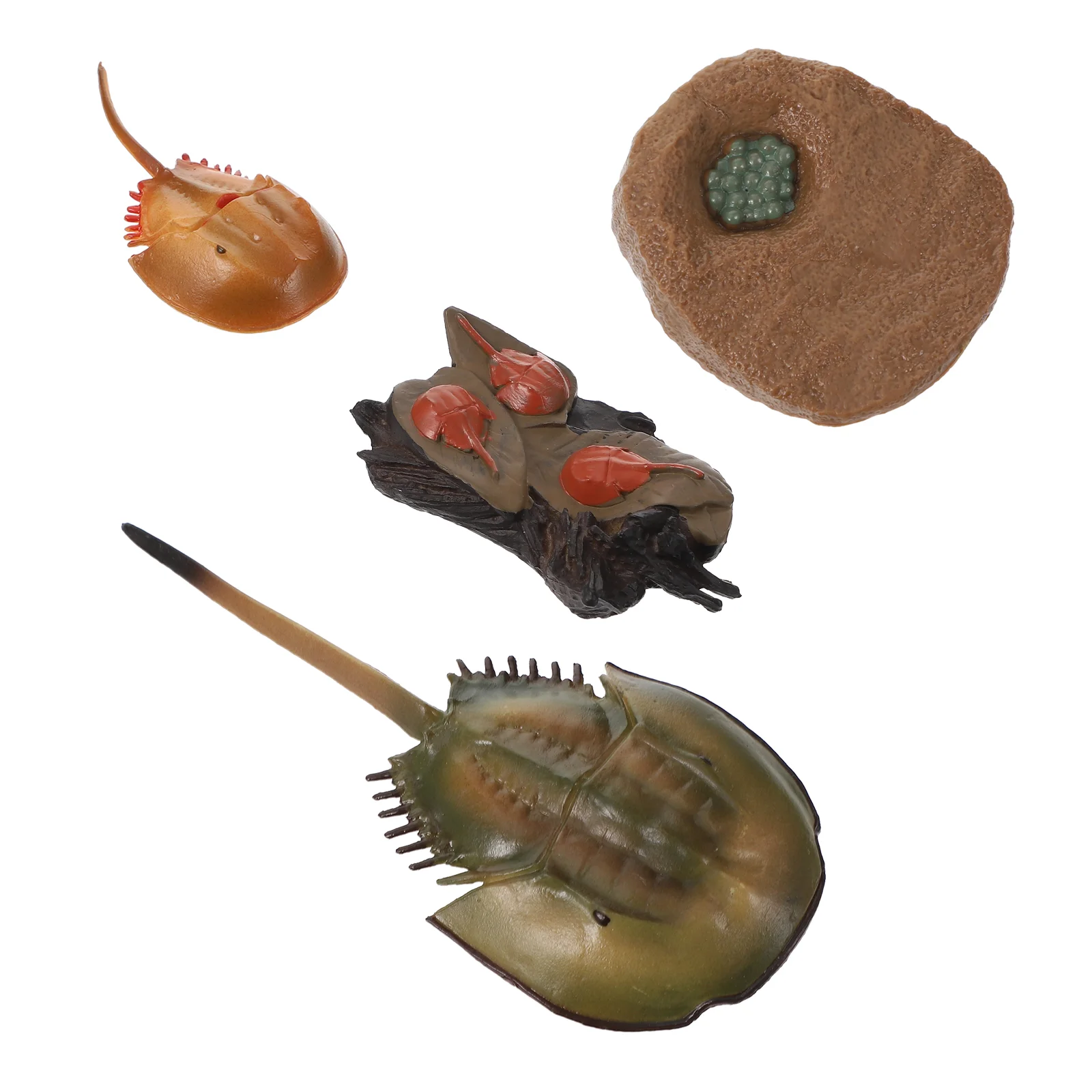 

1 Set of Lifelike Horseshoe Crab Growth Cycle Toy Plastic Simulation Insect Model