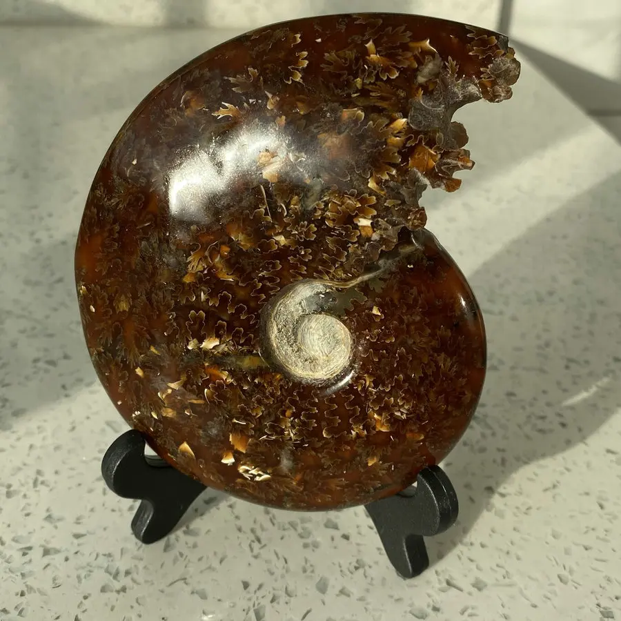 Natural conch fossilised beak jade conch maple leaf furniture office desk decoration