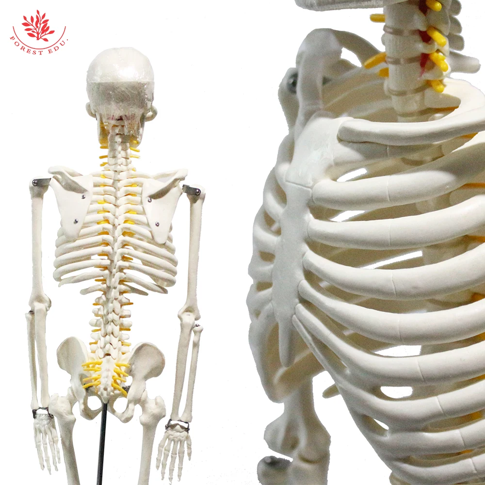 Medical Science Model of Human Skeleton with Spinal Nerve Root FRT005 Medical Teaching Usage