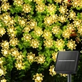 Lotus warm white
