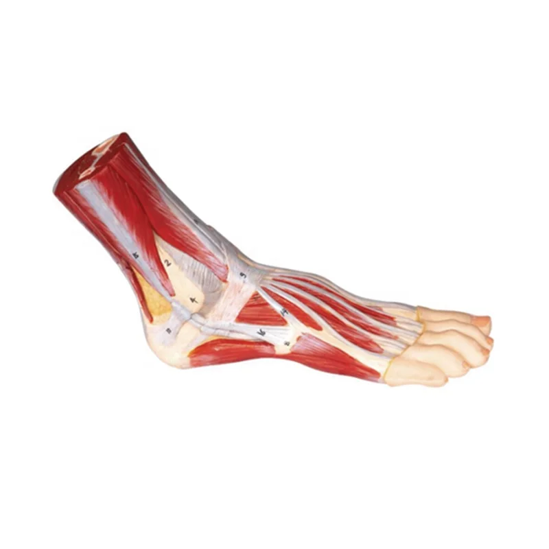 

Advanced PVC Teaching Resource SC-A1105 Foot Muscle Model with Main Vascular Nerve