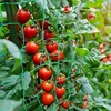 Plant Trellis Pergolas, Heavy-Duty Polyester Grow Net, Garden Trellis Netting With Square Mesh For Climbing Plants, Vegetables, 5