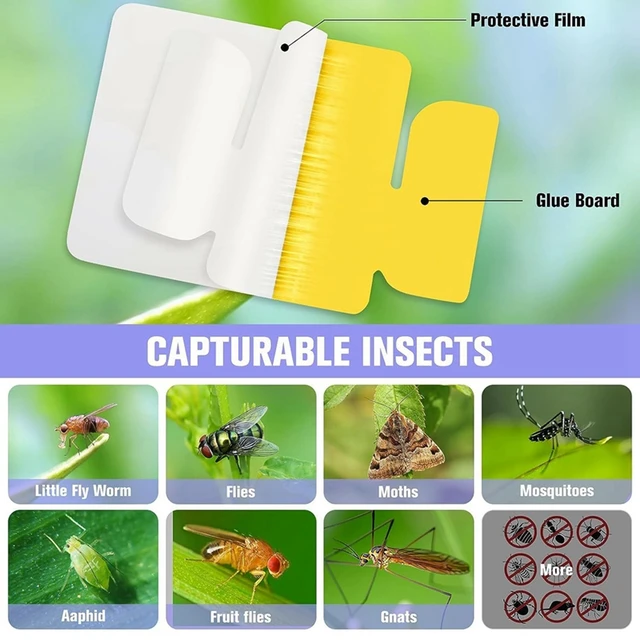 Electric Flying Insect Trap Kit Sticky Catcher Traps For Fruit Fly