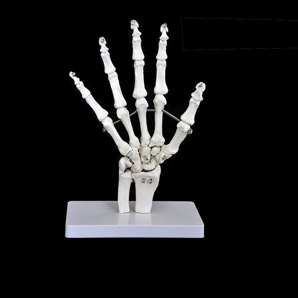 1:1 Life Size Human Foot Hand Joint Model Hand Skeleton Bone Wrist Vola Palm Skeleton Model Medical Science Teaching Supplies
