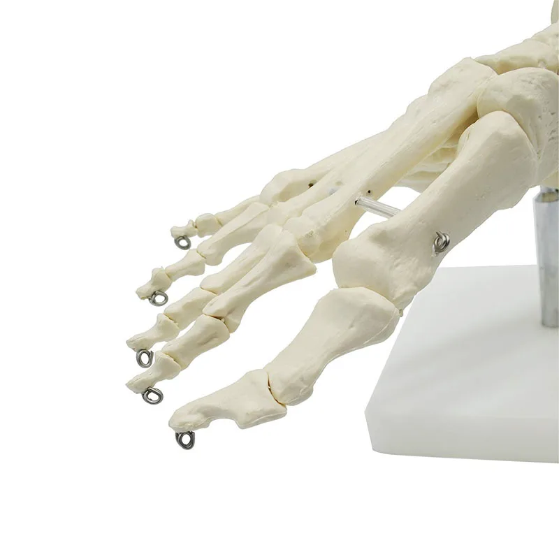 1:1 Lifesize Human Foot Skeleton Anatomy Model Medical Science Teaching Resources