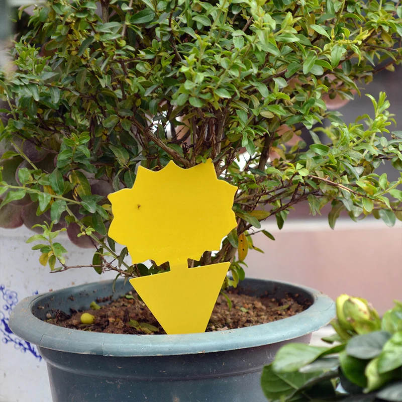 14522480909_1002151063