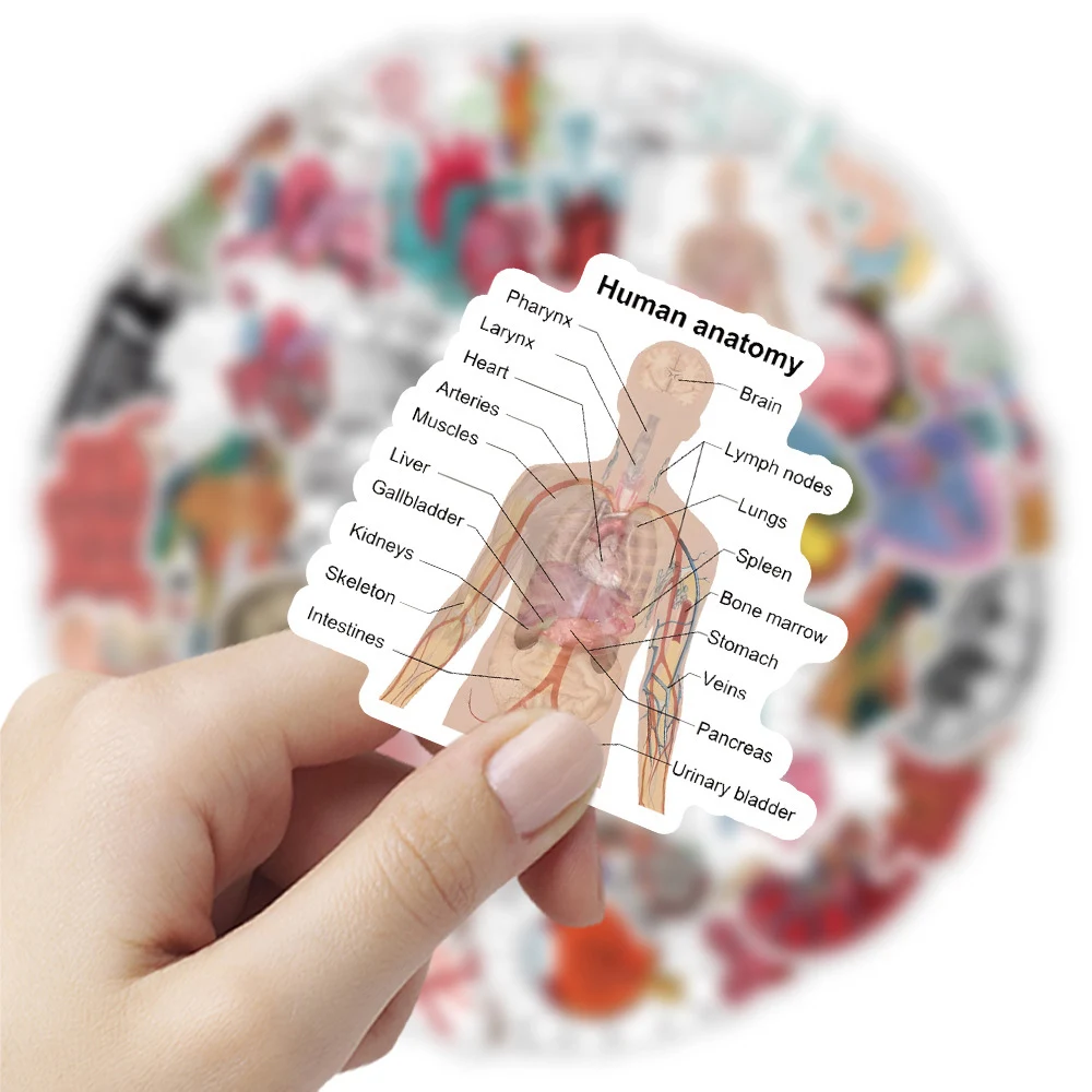 10/30/50Pcs Cartoon Human Organ Medical Anatomy Stickers Decals Toys Decorative Water Bottle Laptop Phone PVC Waterproof Sticker