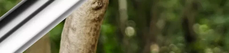 Description Picture 5 of itemProfessional Pruning Shears Stainless Steel Fruit Tree Stretch Scissors Garden Tool Vineyard Pruning Shears Garden Hand Tools