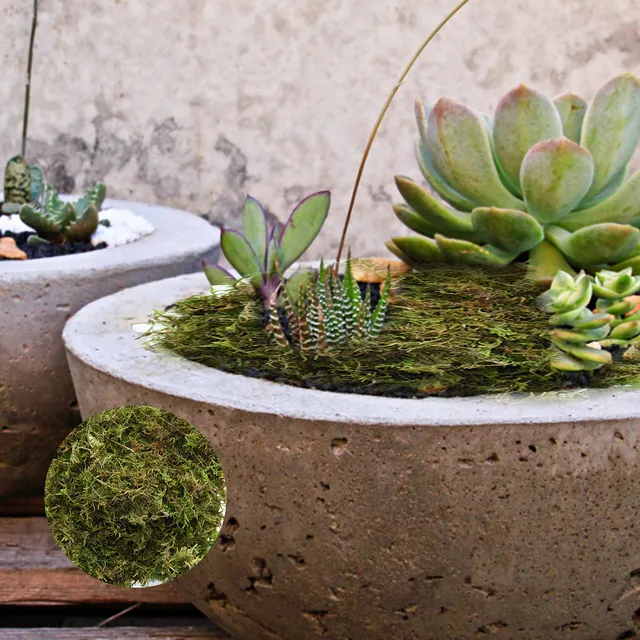 Kerti Ellátás Sphagnum Moha Mohát Hidratáló Táplálkozási Szerves Műtrágya Phalaenopsis Orchidea Szárított Víz Mohás - Image 6