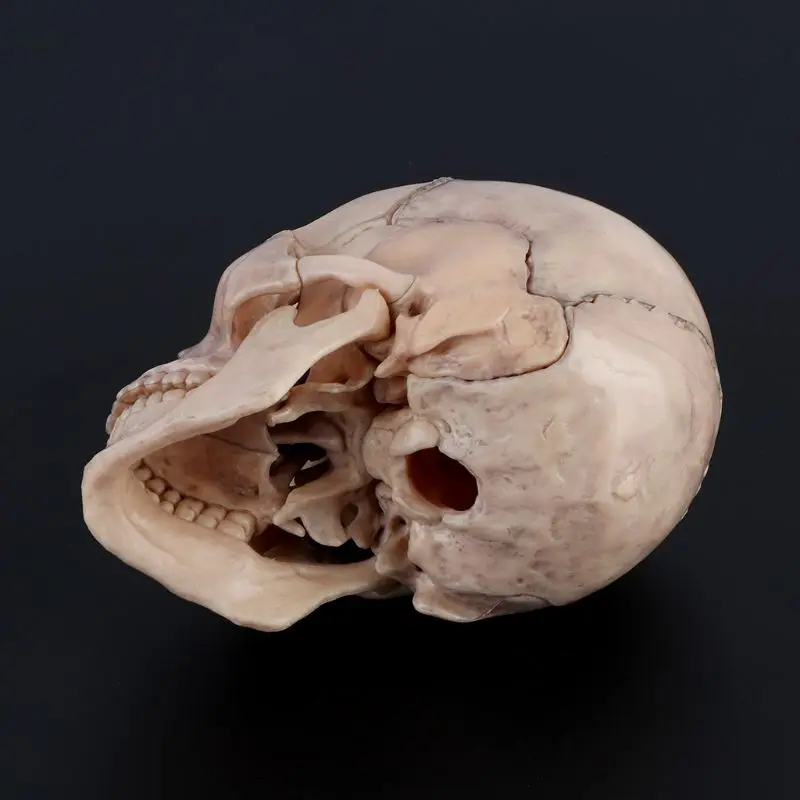 15pcs/set Disassembled Skull Anatomical Model Detachable Medical Teaching Too