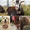 1Pc Sheep Pet Dog Copper Bells Animal Identification Feeding Device Farm Livestock Grazing Bells Pet Supplies 4