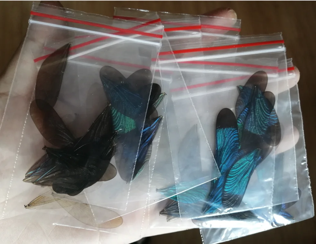 Real insect dragonfly specimen without wings protozoa wing specimen DIY jewelry crafts home decoration kawaii accessories 4