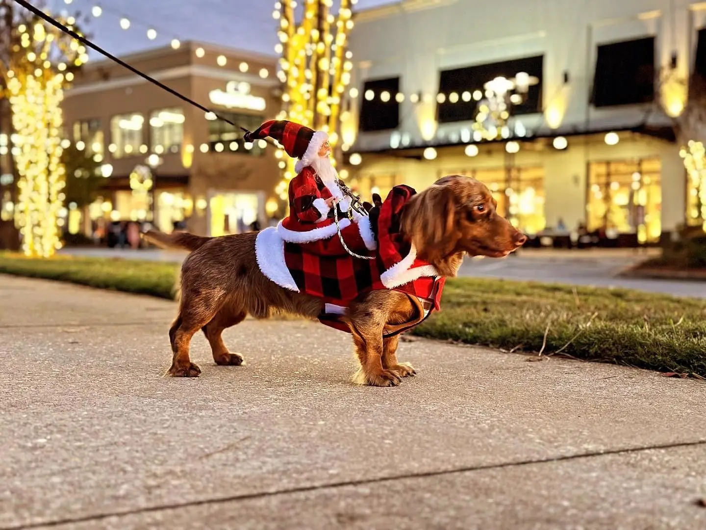 Déguisement de Noël pour Chien : Selle de Père Noël | Vêtements Canins de Luxe - 2025 - Vêtement et accessoires pour chiens - Doglovedesign