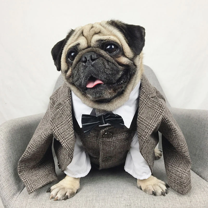 Ropa de caballero para mascotas, traje de boda, conjunto de chaleco, camisa  Formal para perros pequeños, medianos y grandes, traje para cachorros de  Bulldog Francés, disfraz de Pug| | - AliExpress