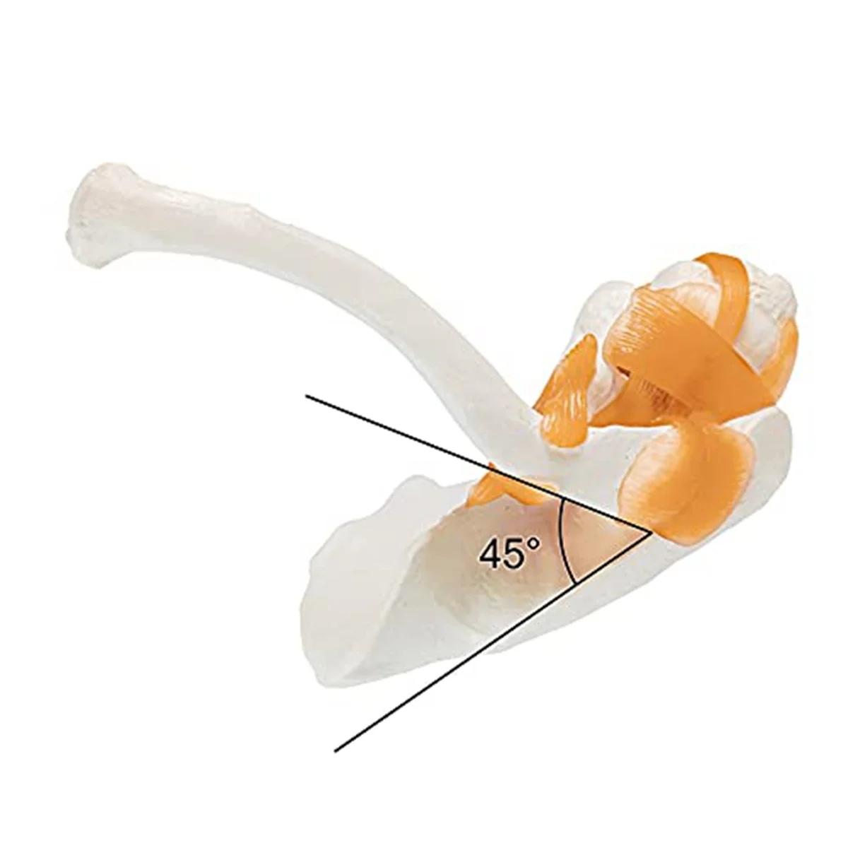 Anatomy Shoulder Joint Model Anatomy Skeleton, Human Shoulder Ligaments Anatomy for Doctor Office, Medicine