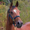 Horse halter for daily use nylon material black color fully padded to avoid rubs and adjustable crown and curb