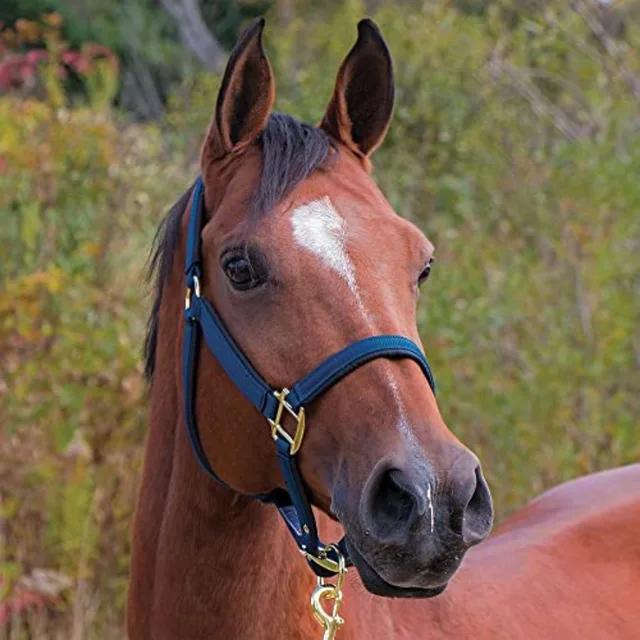 Horse halter for daily use nylon material black color fully padded to avoid rubs and adjustable crown and curb