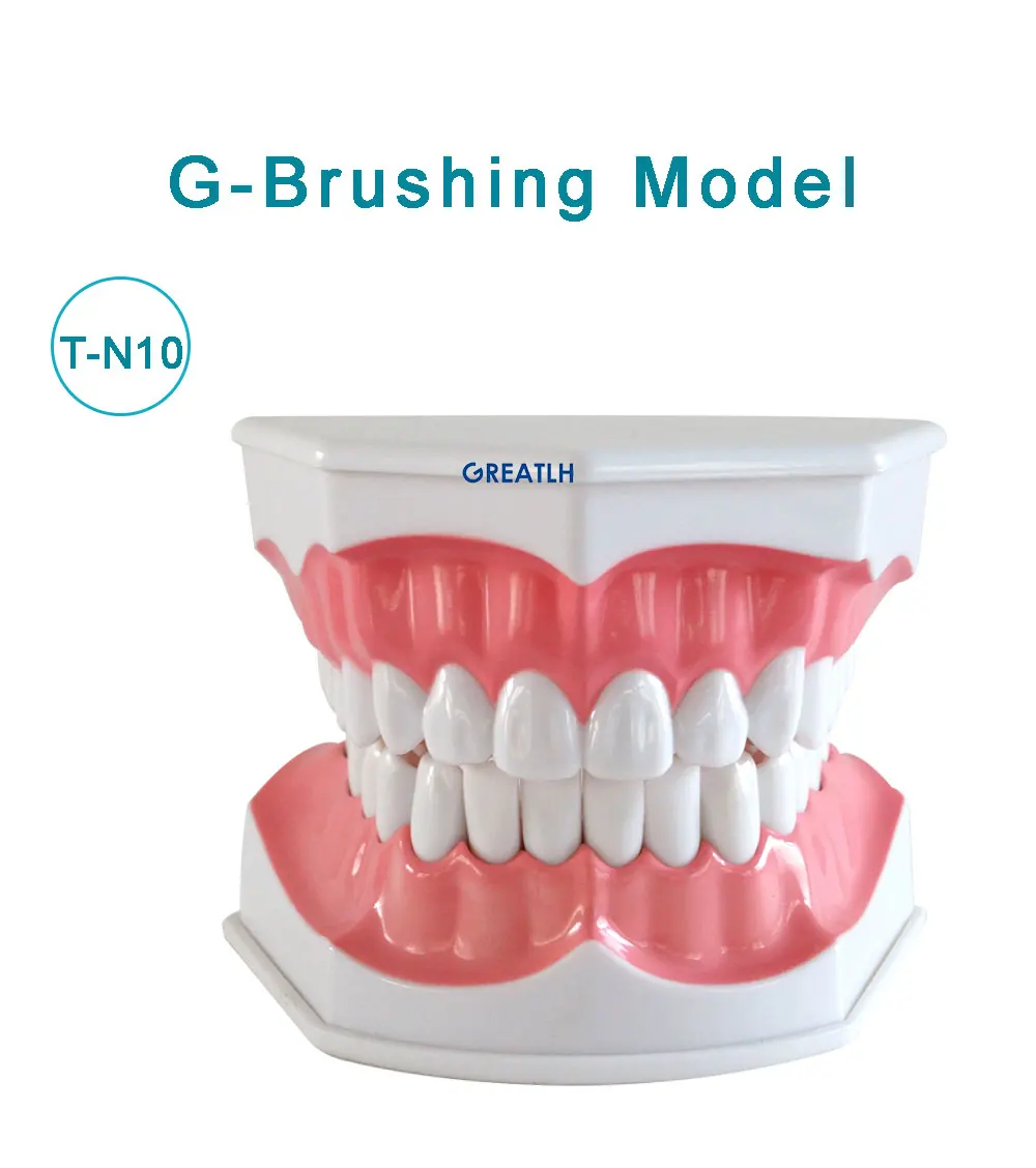 Dental Model Teeth Teaching Model Study Removable