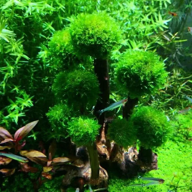 Plante d aquarium en mousse d corations d arbre am nagement paysager racine en bois plantes
