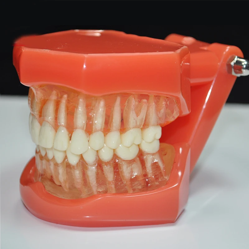 M7005 탈착식 치아가 있는 소프트 잇몸-풀 힌지 치과 교육 연습용 치아 모형