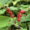 10/20/50pcs 90 Degree Plant Benders Trainer Growth Manipulation Tutors For Plants Clips Bending Twig Clamps Branche Accessories 4