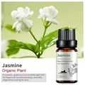 Jasmine