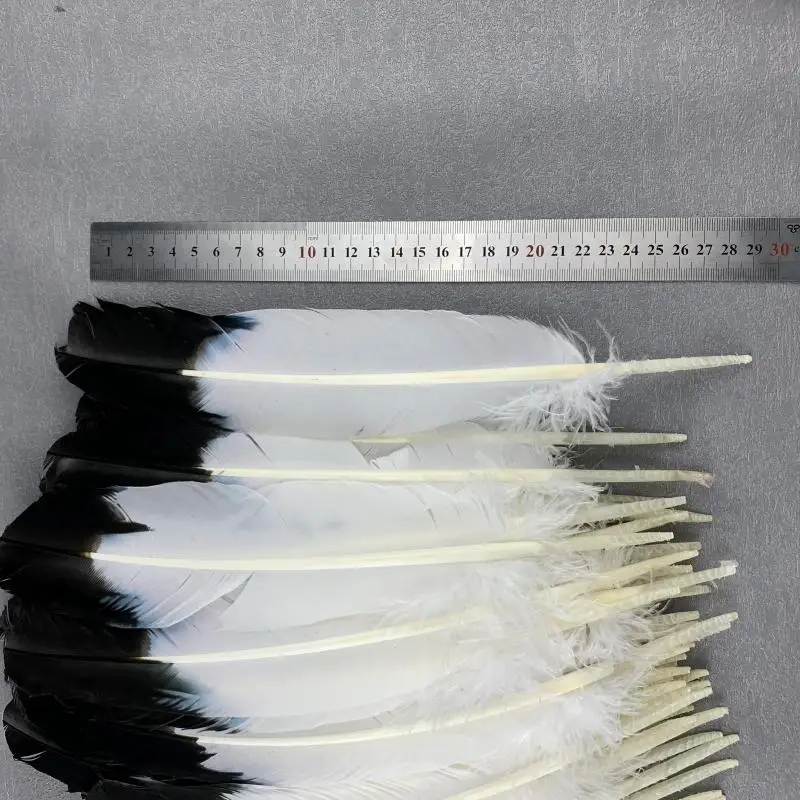 Plumes De Faisan De Carnaval Pour Carnaval, Piquants De Dinde