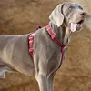Truelove Breathable Mesh Reflective Sport Padded Dog Harness TLH6172 4