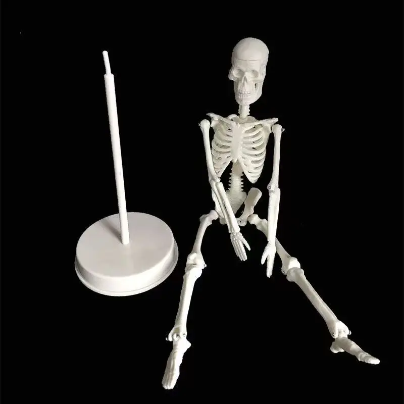 

Student lab 20CM 45CM Human Anatomical Anatomy Skeleton Model Medical Learn Science Medicine Teaching Equipment Skull Model DIY