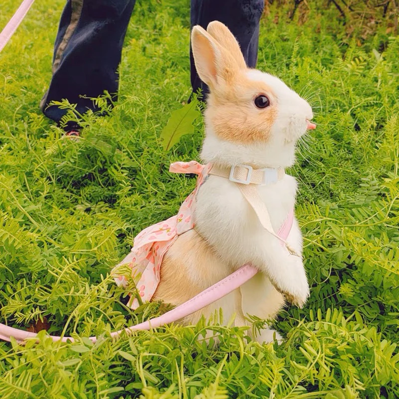 Dulce florete conejito Chinchilla falda vestido con hebilla lindos - Main Image