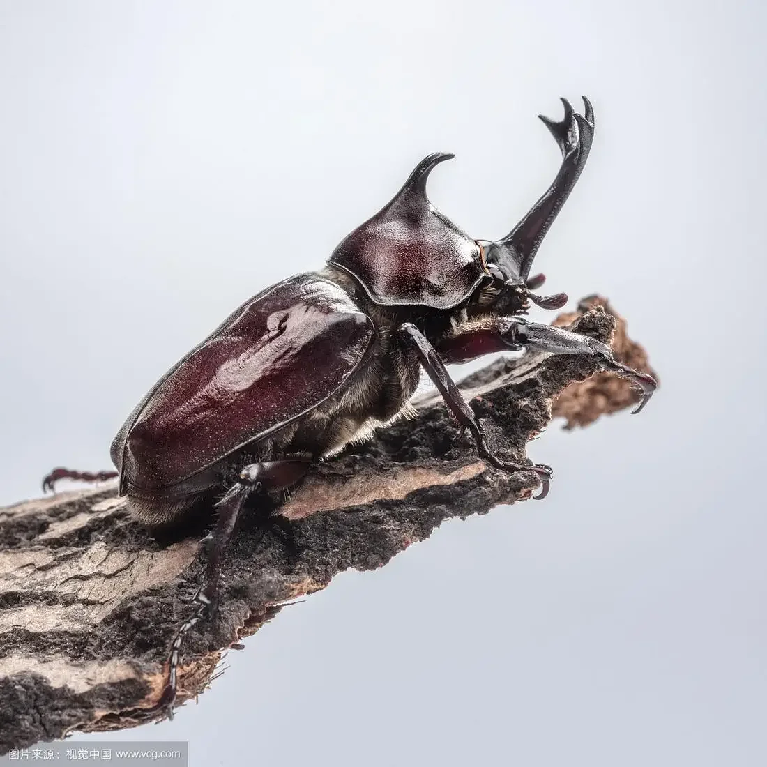 29pcs Real Beetle Wild Insect Animals Specimen Unicorn Beetle Steampunk Education Collection Kid 4