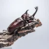 29pcs Real Beetle Wild Insect Animals Specimen Unicorn Beetle Steampunk Education Collection Kid 4