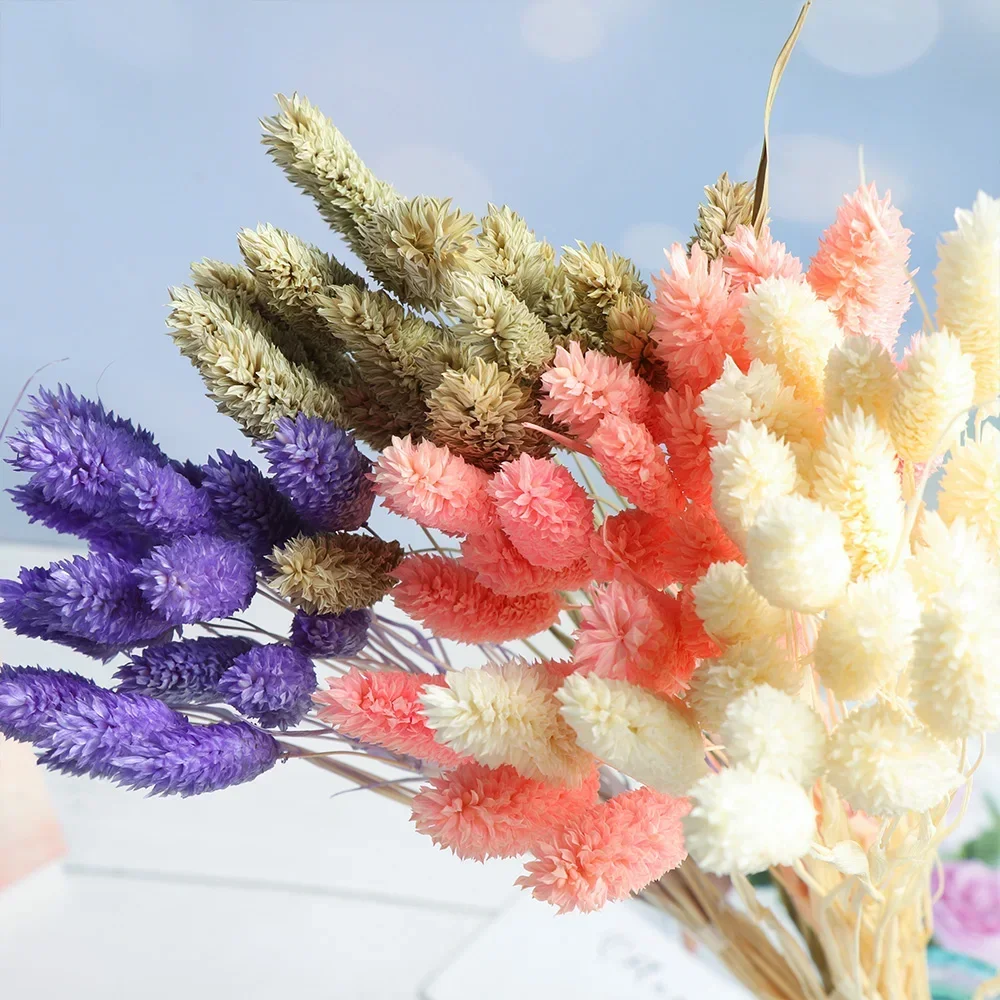 

50Pcs Natural Dried Flower Bouquets Gem Grass Diy Colorful Rabbit Bunny Tail Grass Phalaris Wedding Party Decoration Home Decor