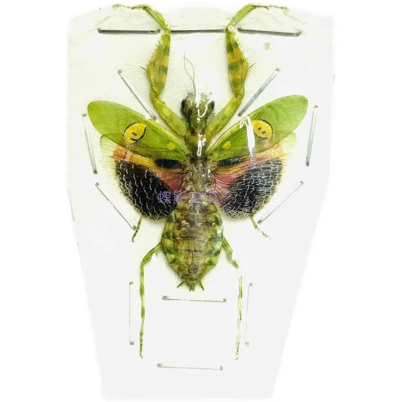 Creobroter Gemmatus Real Insect Mantis Specimens DIY Crafts Collection Exhibition Home Decoration Teaching Observation 5