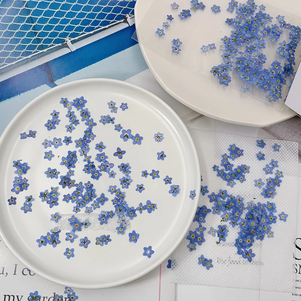 

Mini Myosotis Sylvatica Dry Flower Embossing Plant Specimen DIY Nail Enhancement Mobile Phone Case Dry Flower Jewelry Material