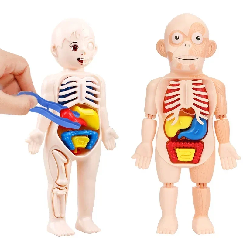 Human Body DIY Assembly 3D Puzzle Anatomy Model Teaching Process Organ Assembled Toys Body Organ Education for Children
