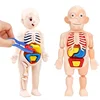 Human Body DIY Assembly 3D Puzzle Anatomy Model Teaching Process Organ Assembled Toys Body Organ Education for Children 6