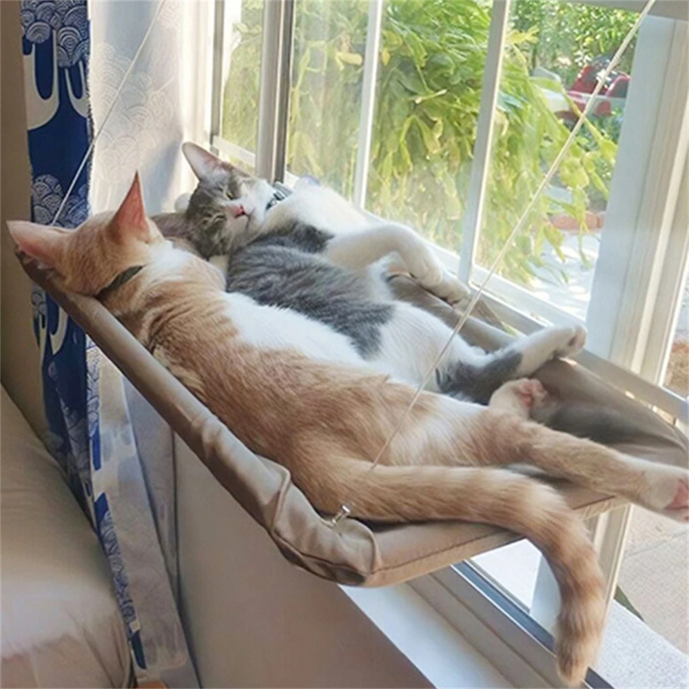 ̽  ظ, â ġ ħ, â  ħ,   ,  â  ġ ظ Ʈ