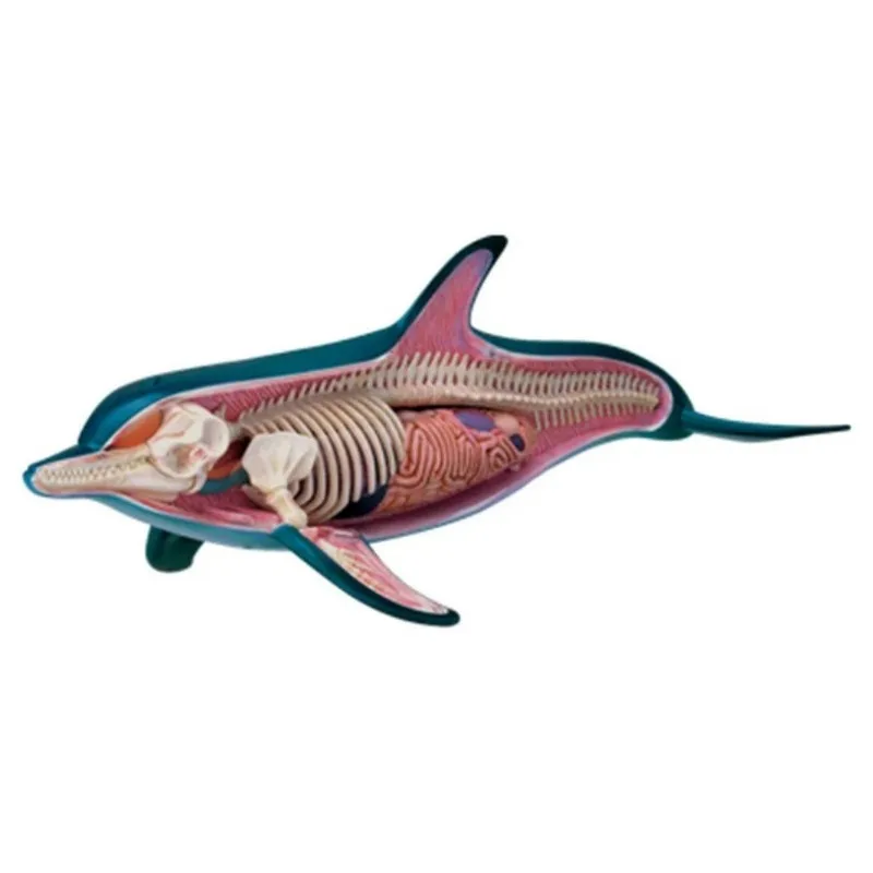 4D Vision Dolphin Organ Anatomy Model Animal Puzzle Toys for Kids