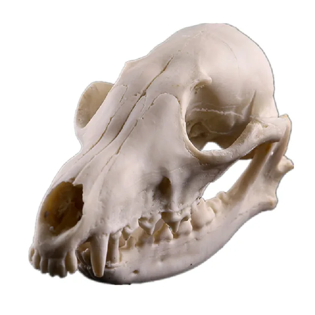 Reális Élethű Fox Koponya Modell Állatkert Gyanta Másolat Tudományos Tanítás Csontváz Akvárium Halloween Kellékek Otthoni Dekoráció - Image 6