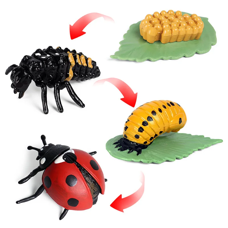 

Educational Toys Simulation Animals Growth Cycle Model Bee Spider Butterfly Action Figures Figurine Cute Kids Baby Toy Figures