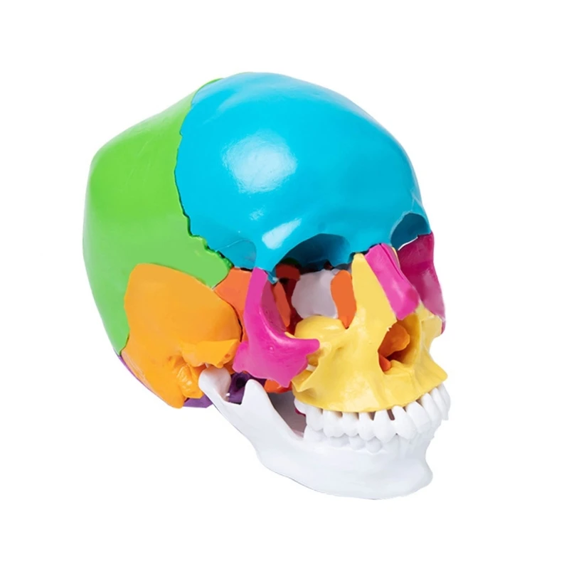 

Life Size Human Head Skull Anatomical Model Colorful Human Skull Model for Medical Student Human Anatomy Study Course Dropship