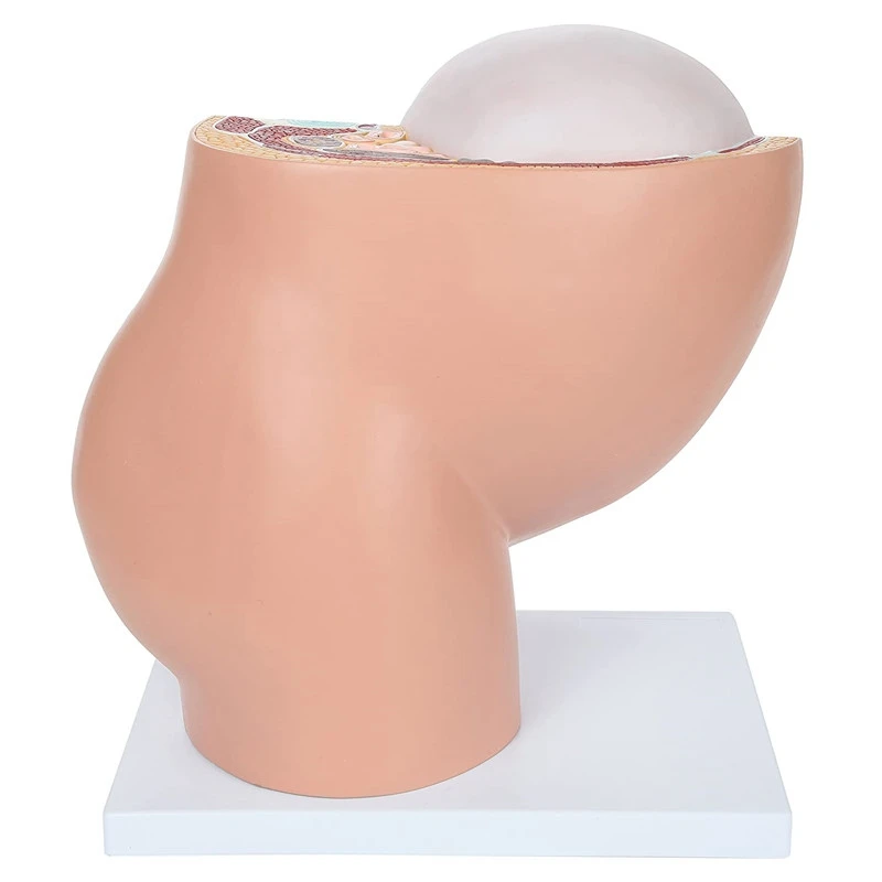Fetal Development Anatomy Model 6