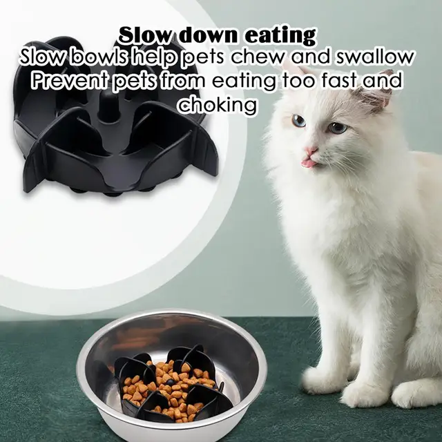 Eating Too Fast How To Make Cat Eat Slower Stainless Steel New Cat