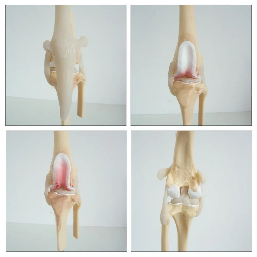 Canine Knee joint Model Dog Joint model Life Size PVC Material Medical Science Artificial Anatomic Model