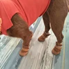 Pet Dog Shoes 4pcs Thick Warm Rain Snow Carton Boots Prewalkers Walking Puppy Sneakers Dog Accessories 2