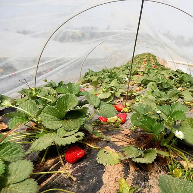 Hálózat A Kertvédelemhez Zöldség Rovarvezérlés Nettó Farm Gyümölcsös Gyümölcsök Fa Védelmi Borító Hálóháló-Madárgátló Kerti Szerszámok - Image 4