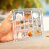 Acrylic Seashell Storage Box Multi Grid Large Size Seashell Bead Nail Jewelry Small Items Collection Display Box For  Home Use 2