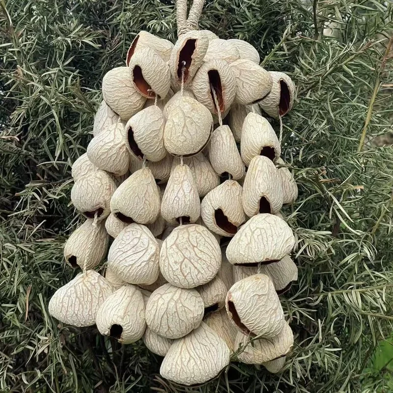 Fruit Shell Natural Seed Hand Bell Meditation Accompaniment Instrument Sound Therapy Healing Musical Instrument